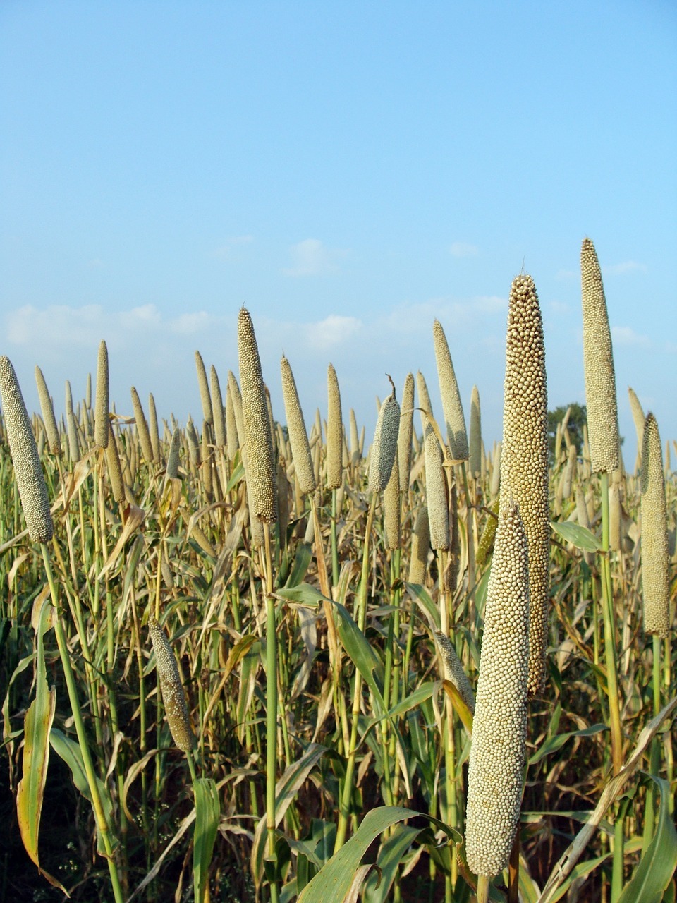 pearl millet, pennisetum glaucum, bajra-204106.jpg